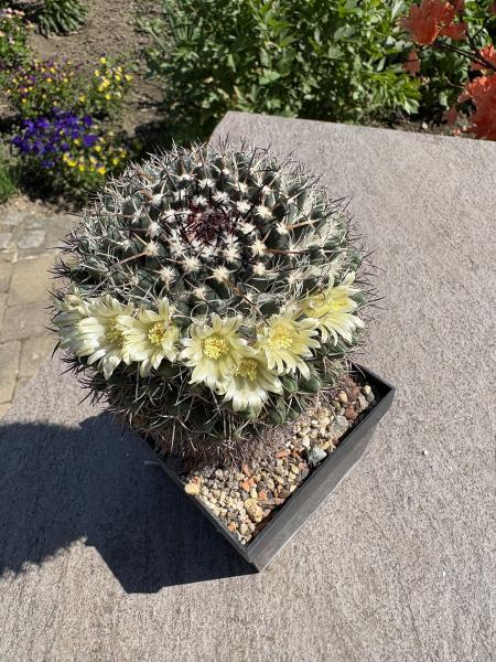 Mammillaria uncinata